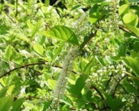 itea virginica 4-11a.jpg